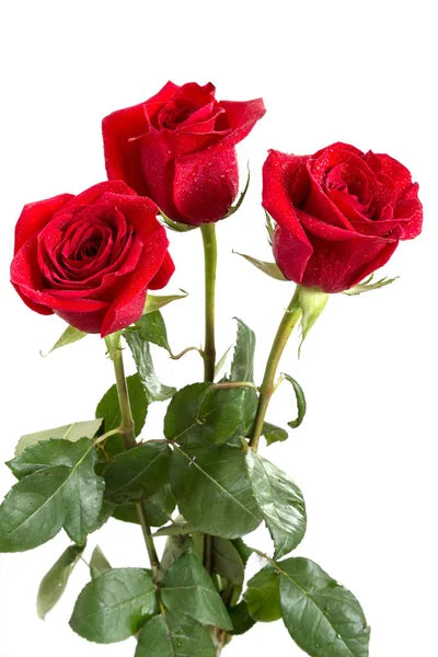Add Beautiful Roses