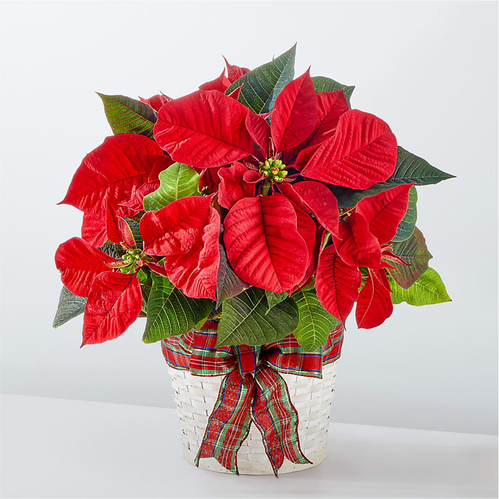 Happiest Holidays Poinsettia – Kiss Floral Llc, Conshohocken PA
