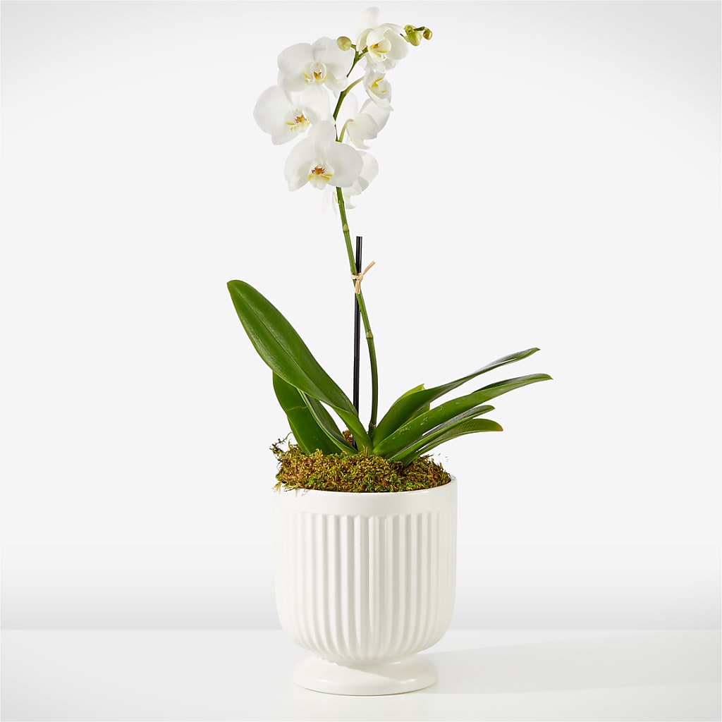 Whispering White Orchid – Kiss Floral Llc, Conshohocken PA
