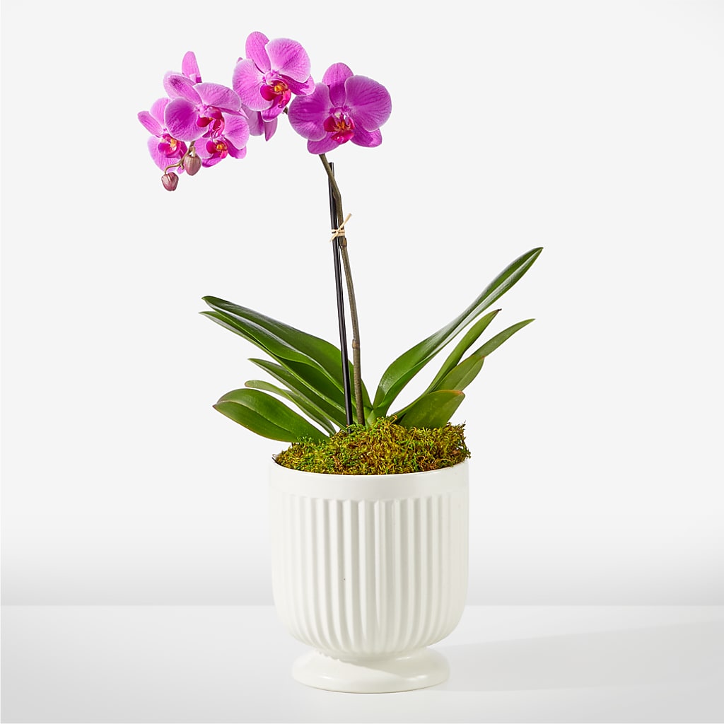 Friendly Fuchsia Orchid – Kiss Floral Llc, Conshohocken PA