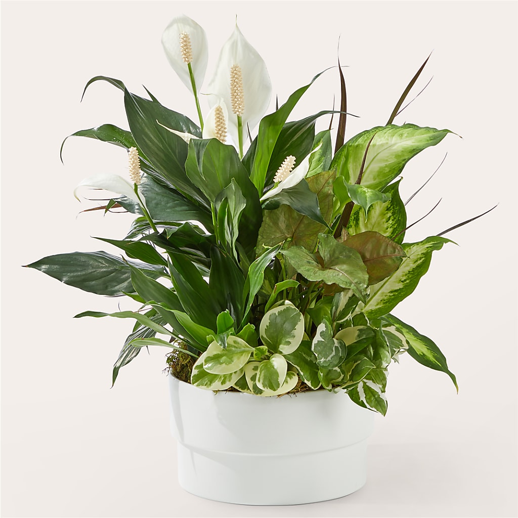 Radiating Positivity Dishgarden – Kiss Floral Llc, Conshohocken PA
