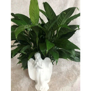Angel Planter – Kiss Floral Llc, Conshohocken PA