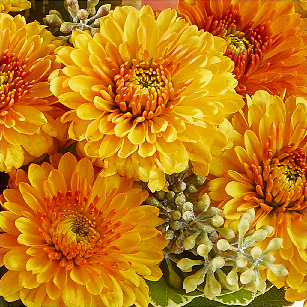 Peachy Pumpkin –  Kiss Floral Llc, Conshohocken PA