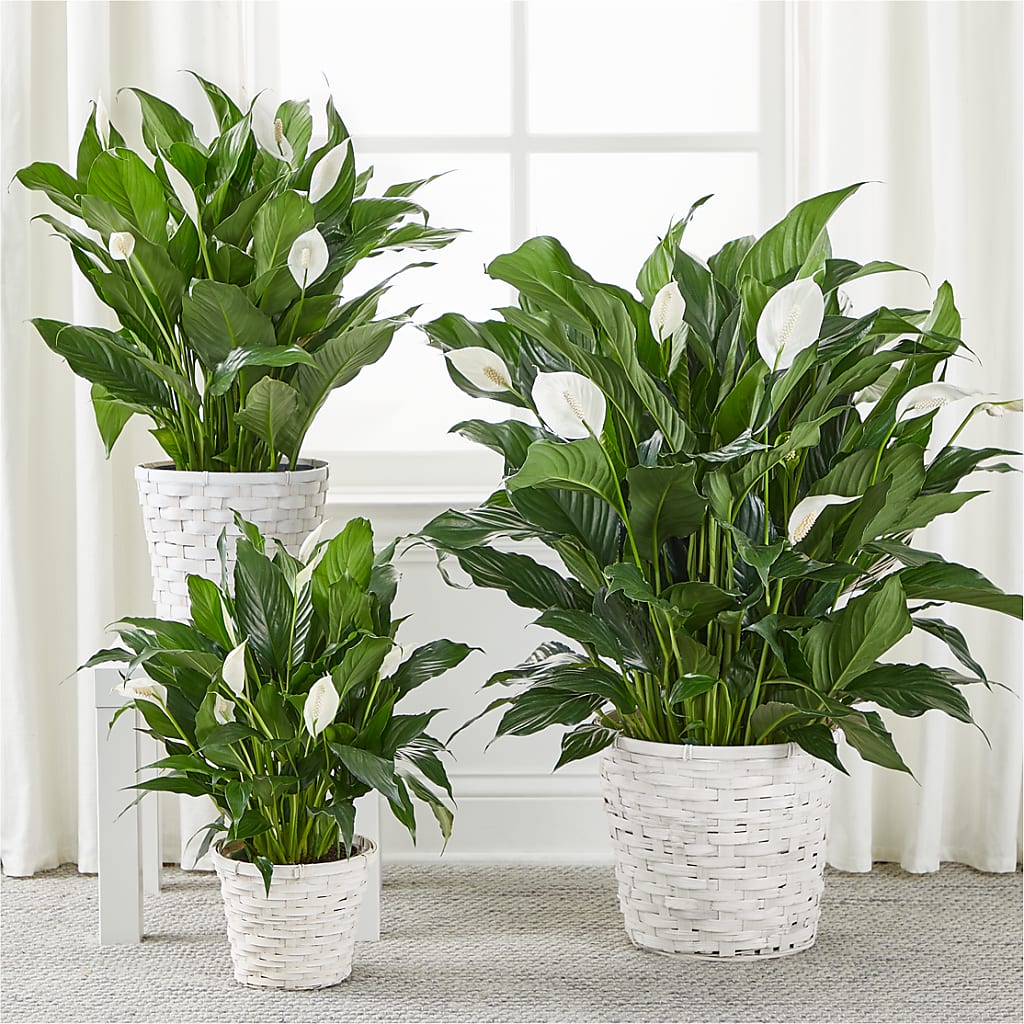 A New Leaf Peace Lily –  Kiss Floral Llc, Conshohocken PA