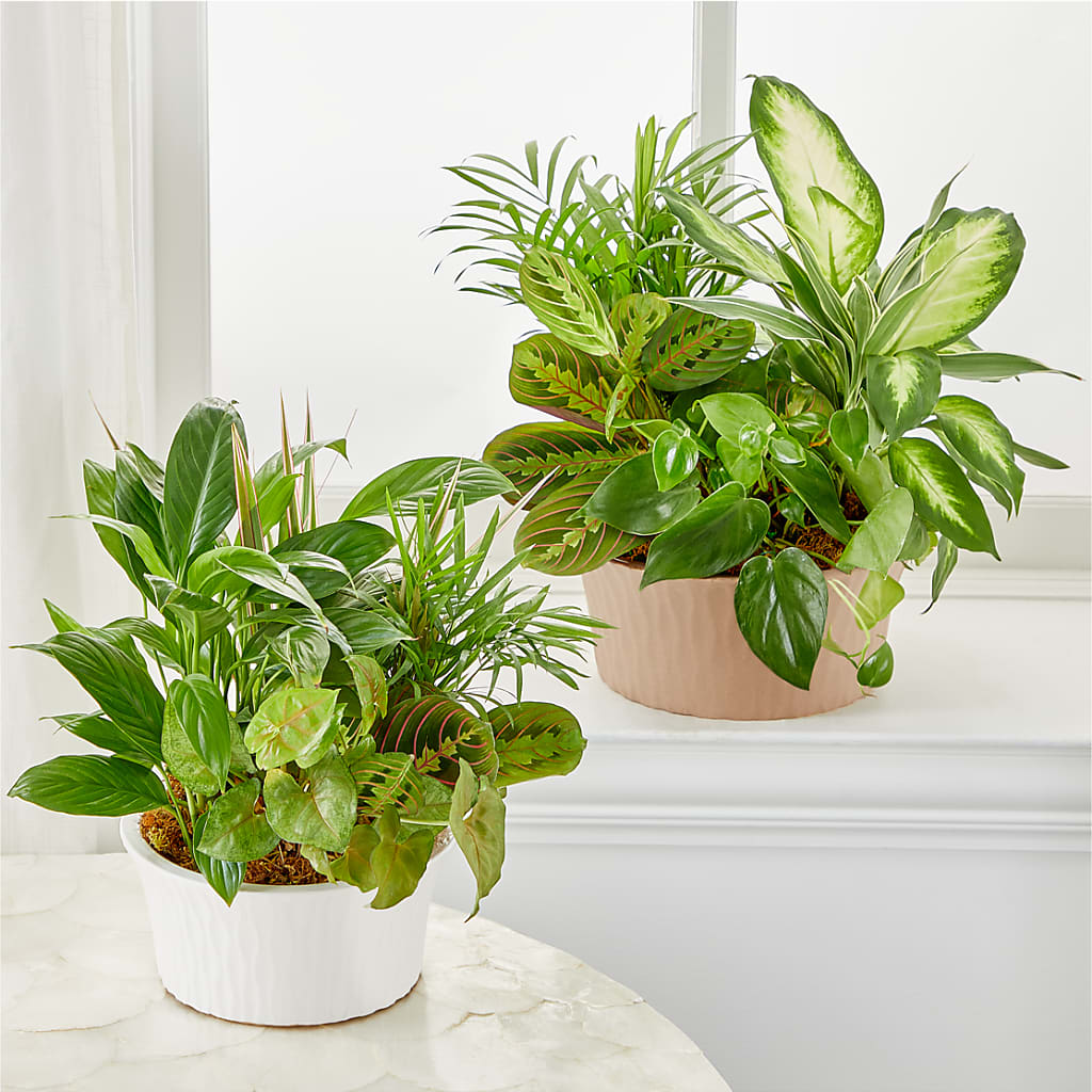 Balance & Harmony Dishgarden –  Kiss Floral Llc, Conshohocken PA