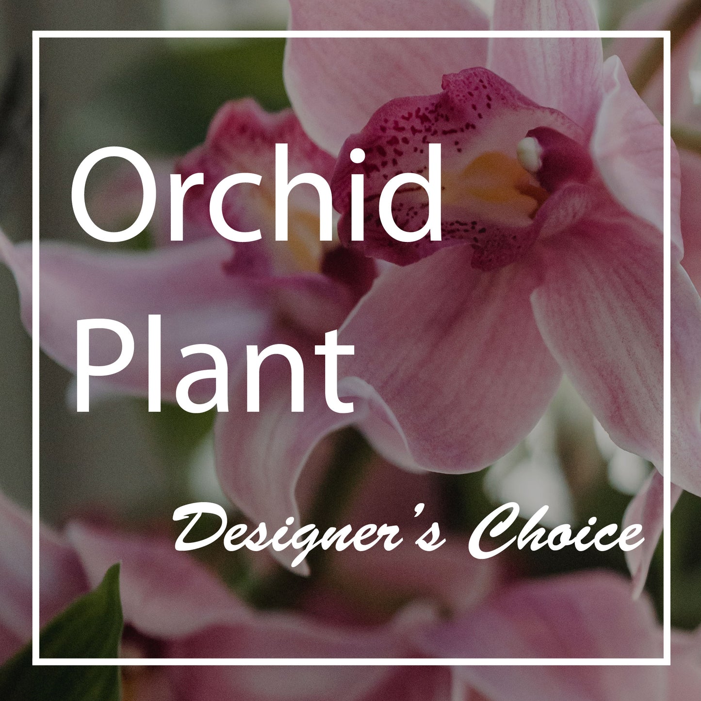 Single Stem Orchid Plant