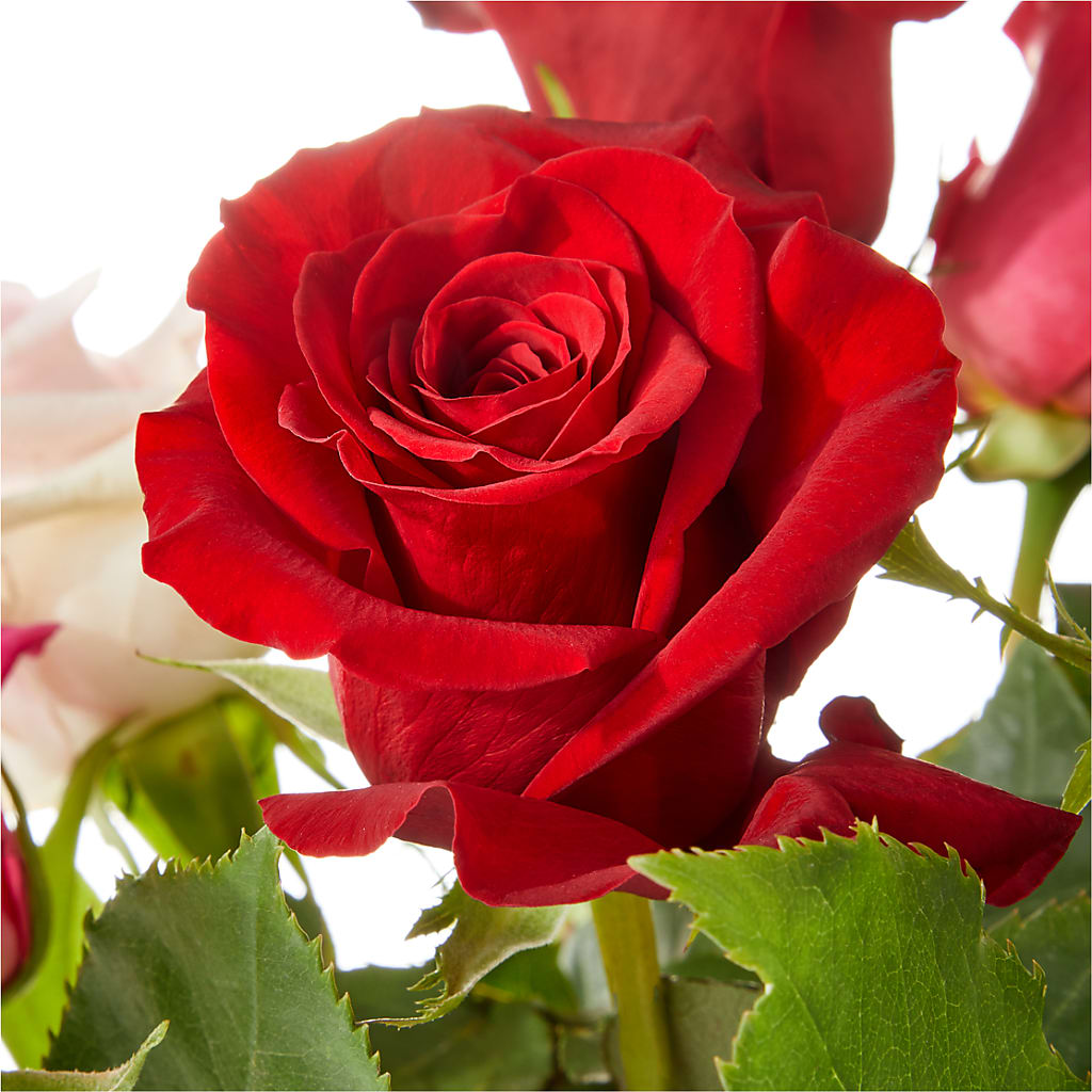 Love Notes Rose Bouquet –  Kiss Floral Llc, Conshohocken PA